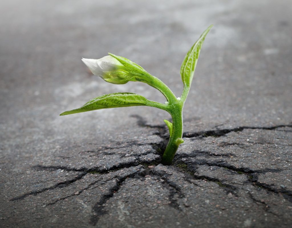 a plant growing out of a crack in a road